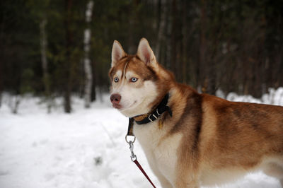 Dog looking away in snow