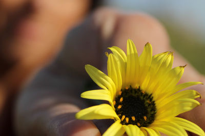 Close-up of yellow flower