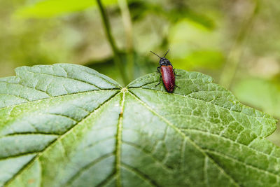 Close-up of insect on leaf