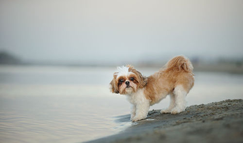 Dog walking at beach against clear sky