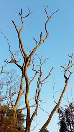 Low angle view of bare tree against clear sky