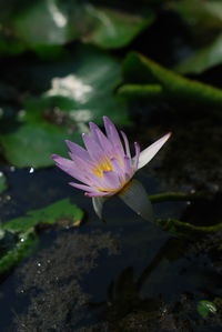 Close-up of lotus water lily in pond