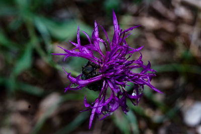 Close-up of purple flower