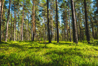 Trees in forest