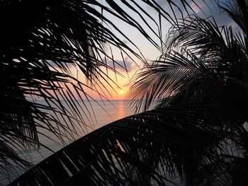 Palm trees at sunset