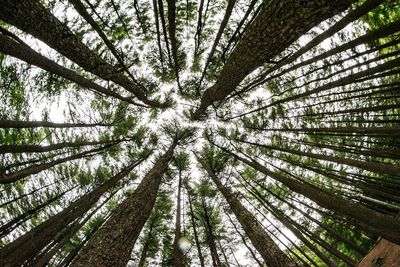 Low angle view of bamboo trees in forest