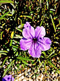 Close-up of purple flowering plant in field