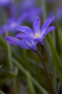 Close-up of wet purple iris flower