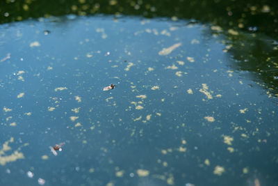 Full frame shot of dirty green pond