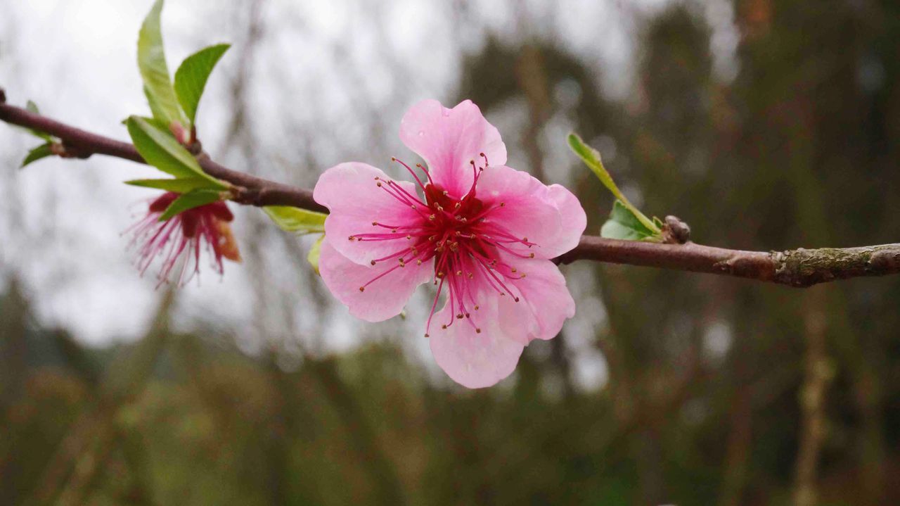 flower, flowering plant, plant, pink color, fragility, freshness, vulnerability, petal, beauty in nature, growth, close-up, inflorescence, flower head, focus on foreground, blossom, nature, springtime, day, tree, branch, no people, pollen, outdoors, cherry blossom, cherry tree, spring