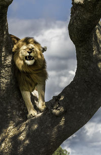 Lion climbs on tree 