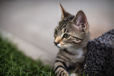 Close-up of a cat looking away