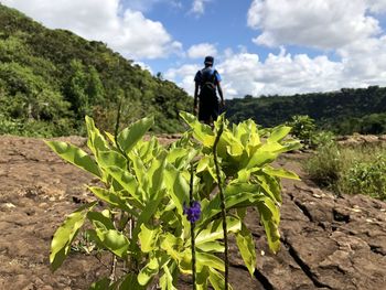 Close-up of plants with man in background