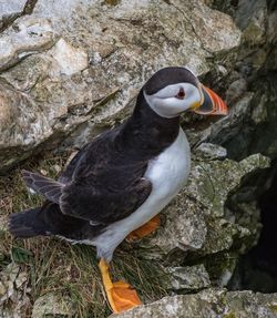 Close-up of bird perching on rock