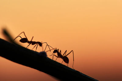 Close-up of silhouette insect against orange sky