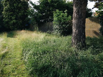 Trees growing in forest