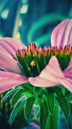 Close-up of pink flowers