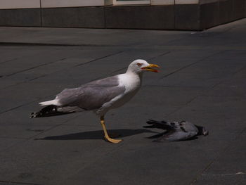 Dead pigeon on the ground