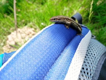 Close-up of an insect