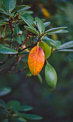 Close-up of orange fruit on tree