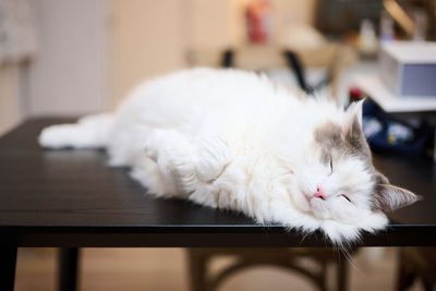 White cat resting on table at home