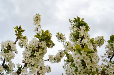 Low angle view of tree against sky