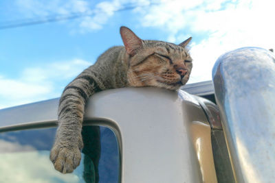 Low angle view of cat sitting on car against sky