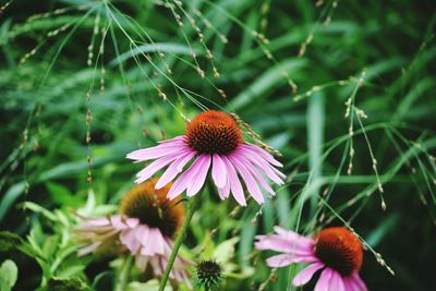 Eastern purple coneflowers blooming outdoors