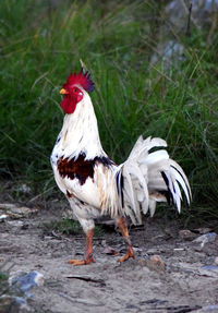 Close-up of rooster on field