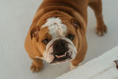 High angle portrait of dog at home