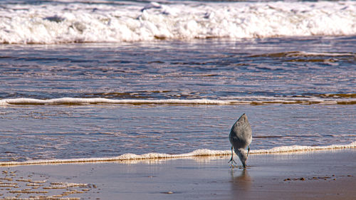 Seagull on a beach