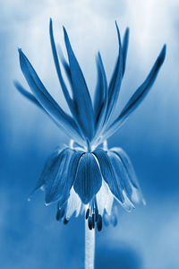 Close-up of blue flowering plant