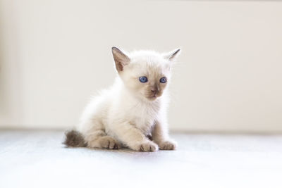 Portrait of kitten on white wall