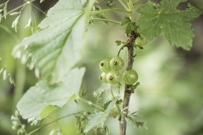 Red currant close-up, fruit macro, green color