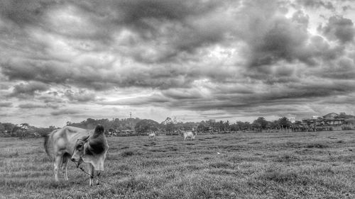 Horse grazing on grassy field against cloudy sky