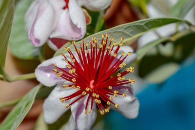 Close-up of red flower