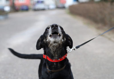 Close-up of a dog on road