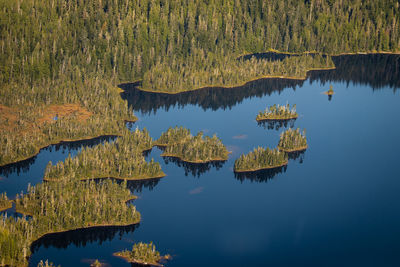 Reflection of trees in lake