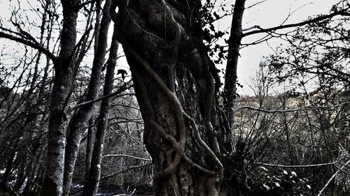 Low angle view of trees in forest against sky