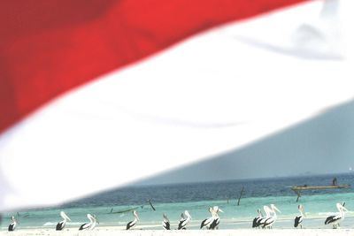 Close-up of birds on beach against sky