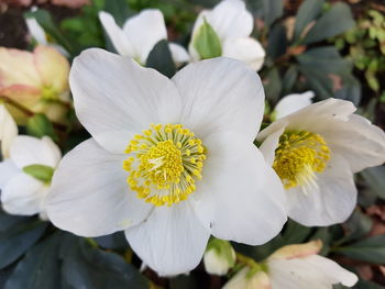 Close-up of white flowering plant