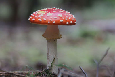 Close-up of fly agaric mushroom