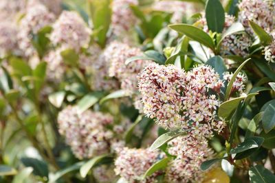 Close-up of pink flowering plant