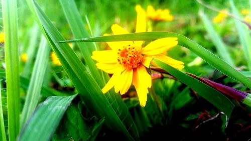 Close-up of yellow flower blooming outdoors