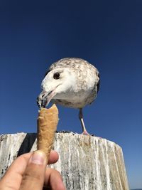 Cropped image of hand holding seagull against clear sky