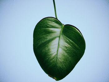 Close-up of leaf against clear sky