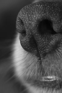 Close-up of dog