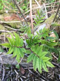 Close-up of green leaves on plant