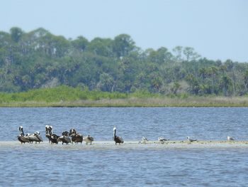 Birds in a lake