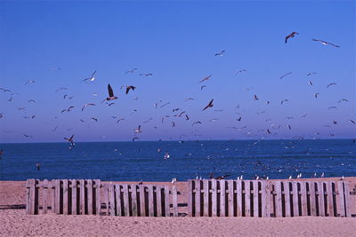 Seagulls flying over sea against clear blue sky